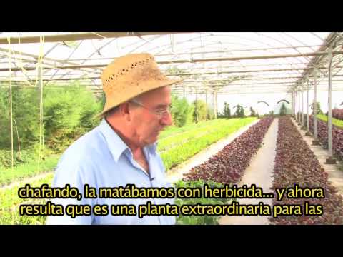 Al mensile mal di schiena come linsensibile Se lombo malato da una vita sedentaria