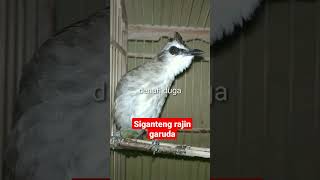 Download lagu Trucuk madura jatim bodi gede rajin bunyi mp3 Download lagu Trucuk madura jatim bodi gede rajin bunyi mp3