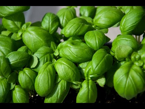 Basilikum säen und anbauen - Meine Balkon Garten Tipps