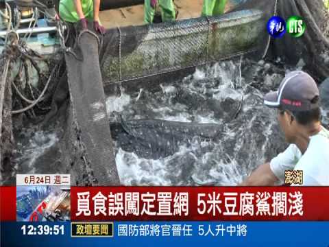 誤闖定置網 5米長豆腐鯊擱淺