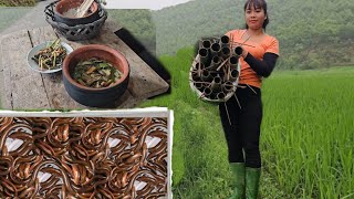 Great eel catching skills in the field - Catch and cook eels quickly and most deliciously