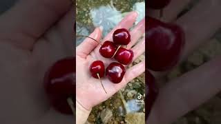 男性の9割は開始6秒で興味無くなる動画ｗ[巨乳TikTok]