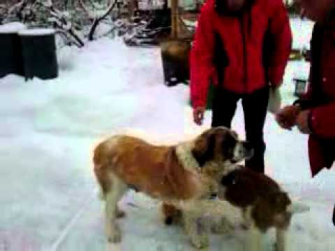 ApisPuisoru apicultura de la A-Z   video 3