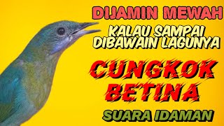 Download lagu cucak cungkok gacor nembak rapat suara jernih joss untuk masteran burung lomba mp3 Download lagu cucak cungkok gacor nembak rapat suara jernih joss untuk masteran burung lomba mp3
