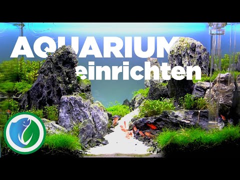 Aquarium einrichten [für Anfänger & Fortgeschrittene]