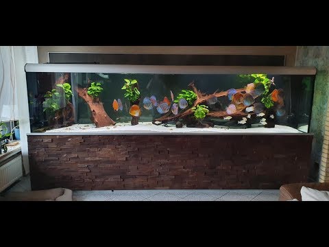 Gorgeous Discus Tank (350x80x80cm, 2000 L, sumped)  by Bianca and Andreas Tillmann