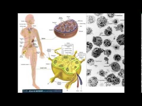 11. Medical School Histology. Lymphoid Tissue - Part 1 (Lymph Nodes & Gut-Associated Tissue)