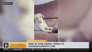 FanPAWstic News 6-28-2026