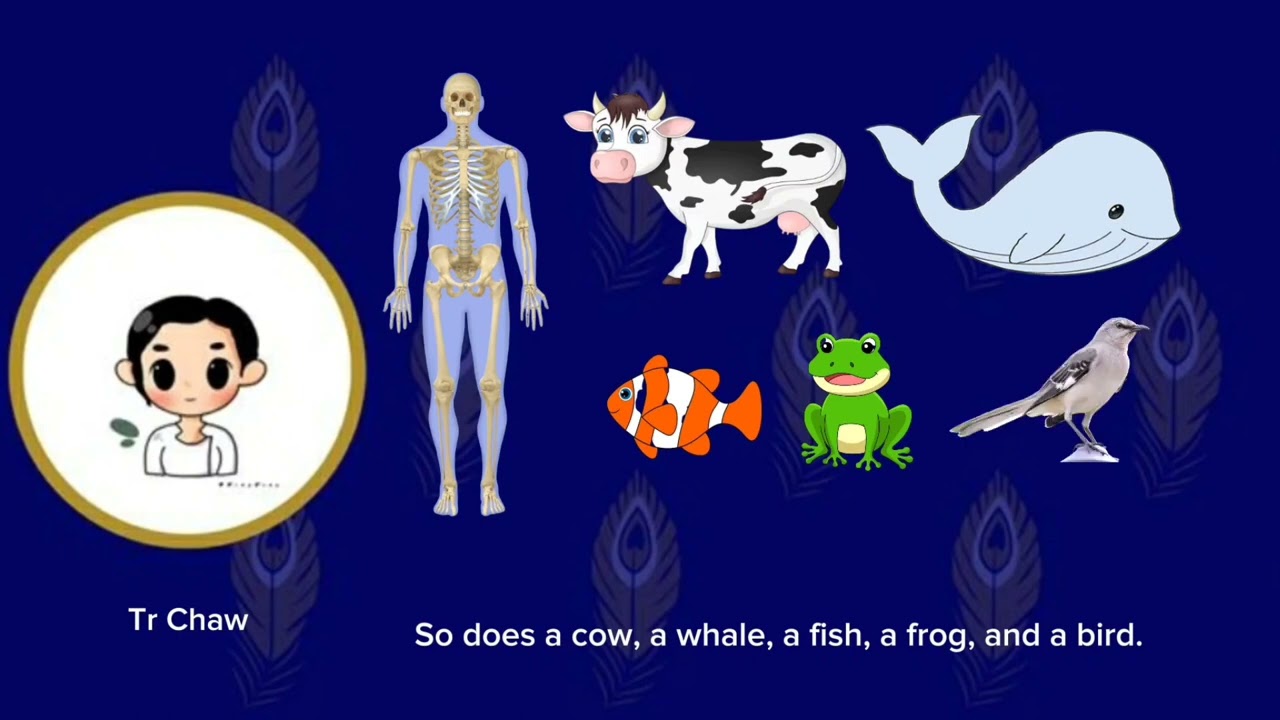 Lesson 13 - Types of Animals