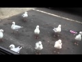 Seagulls Love McDonald S Fries