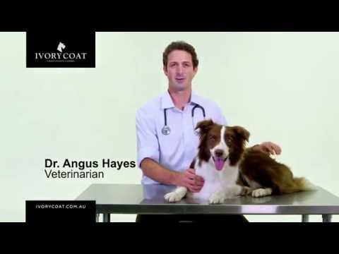 download lagu mp3 mp4 Australian Natural Health Dog Food, download lagu Australian Natural Health Dog Food gratis, unduh video klip Australian Natural Health Dog Food