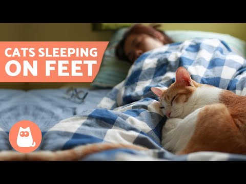 Why Does My CAT SLEEP on My FEET? 🦶🏻🐱💤 5 Reasons!