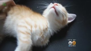 Inland Empire Shelter Considers Catch & Release Program For Cats But Many Call It Less Than Purr-fec