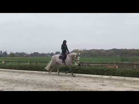 Showjumping - Gelding - 1.78 m - 2015 - Cellestial x Levisto