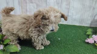 ハーフ犬の動画01