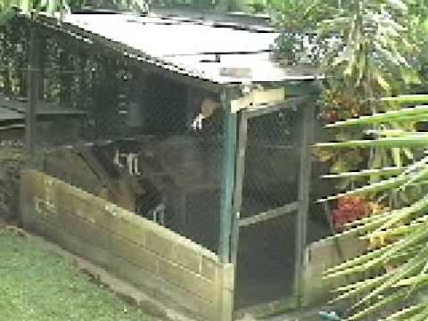 หมาพันธุ์เล็ก