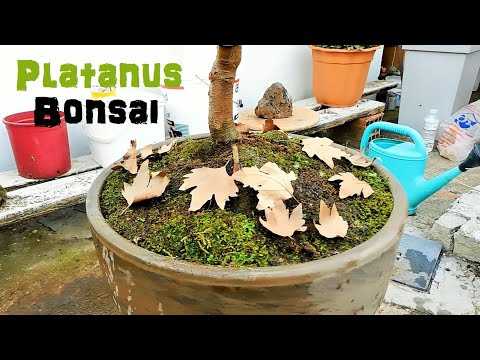 Bonsai Quest Episode 9 - Repotting The Platanus Tree Bonsai, Pruning, Styling, Apply Moss
