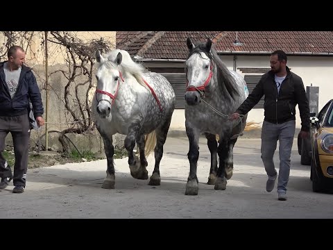 Iepele lui Manea de la Silvasu de Sus, Hunedoara 2021 Nou!!!