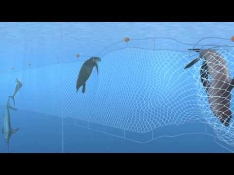 How Seafood is Caught: Gillnetting