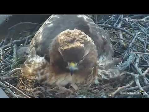 Cornell Hawks - #2 beautiful closeup and Big Red closeup - BEAUTIFUL!!!!