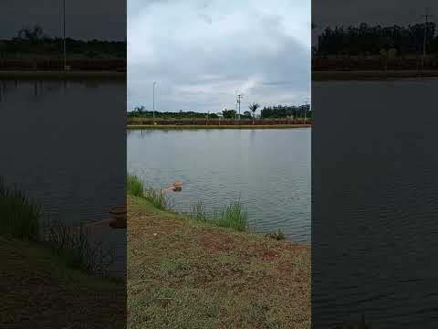 #shorts lago municipal Aporé goias #familia