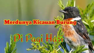 Download lagu Merdunya Kicauan Suara Burung Di Pagi hari / The sweet sound of birds chirping in the morning mp3