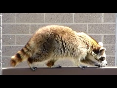 The raccoon Panasonic Lumix DMC-ZS20 Test Video