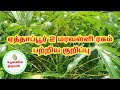 ஏத்தாப்பூர் 2 மரவள்ளி ரகம் பற்றிய குற�