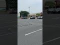 Summer Vibes Franklin S Gulls Waiting At Parking Lot Spot