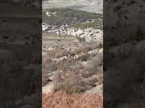 Zirve Hunting