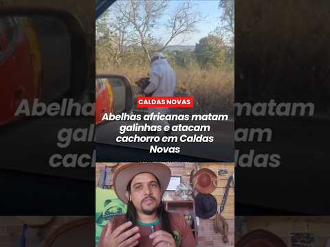 EM CALDAS NOVAS: GRANDES AT4QUES DE ABELHAS!