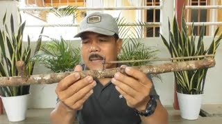 Download lagu cara membuat jebakan gantung dari kayu untuk bermacam jenis burung mp3