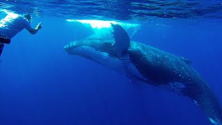 preview picture of video 'Close Encounters Swimming with Humpback Whales in Tonga'