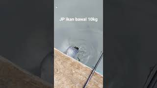Download lagu jp ikan bawal 10kg #shorts #mancing #galatamabawal mp3