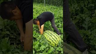 Download lagu do you know about this!!! #trustonallah #watermelon #bigfruit mp3 Download lagu do you know about this!!! #trustonallah #watermelon #bigfruit mp3