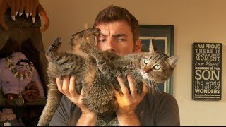 BROKEN CATS: Episode One
