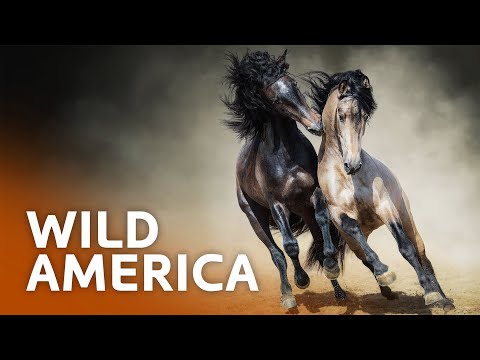El Caballo: Wild Horses of North America
