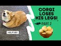 Talking corgi LOSES his legs (Part 2) #shorts - Hammy and Olivia Talking corgi LOSES his legs (Part 2) #shorts