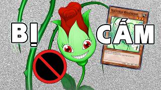 Naturia Rose Whip CHÍNH THỨC bị CẤM | Yu-Gi-Oh! Việt Nam