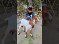 Remote Control Desi Bakra Unboxing Testing Bakra