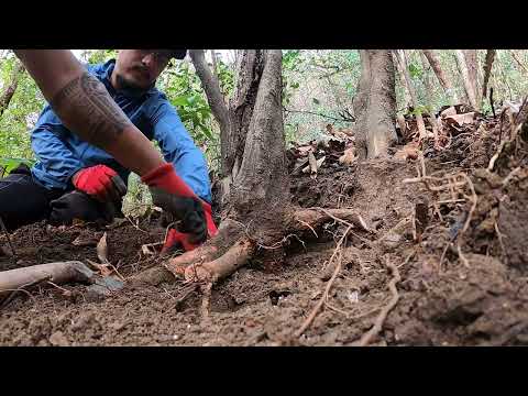 Bonsai Hunting || Collecting trees