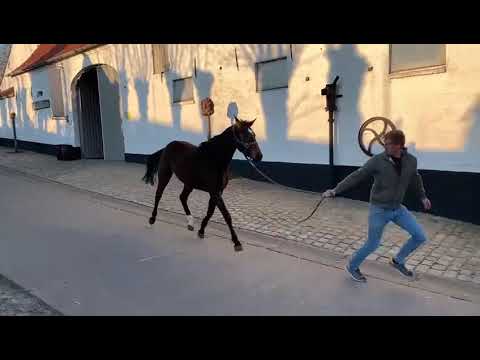 Brantina Z: BRANTZAU x LANDJUNGE