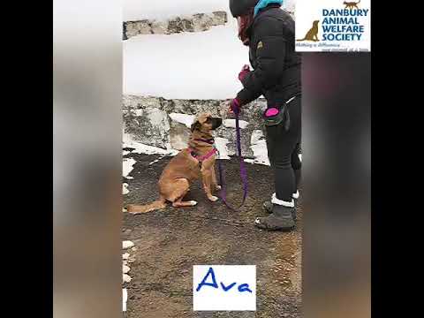Ava, an adopted Shepherd Mix in Danbury, CT_image-1