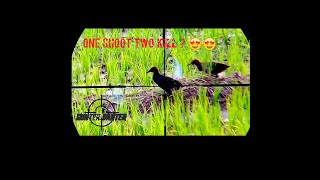 Hunting Day : TERNYATA Makin Sore Burung Sawah Makin Banyak