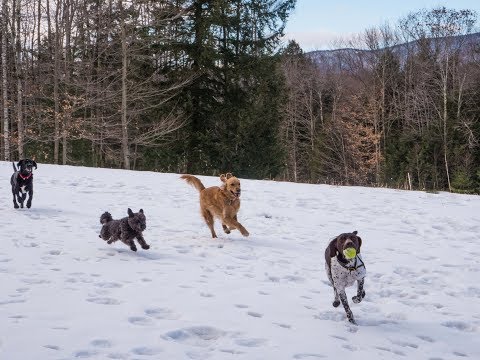 ORVIS Presents: Working Dogs