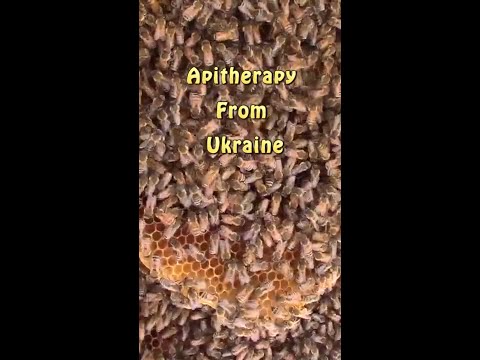 Ukrainian Bee Therapy: A Healing Answer to Anxiety and Depression | Apitherapy