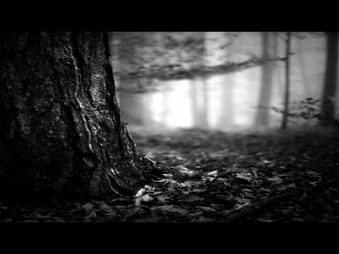 Uaral - Eternal Beauty Of The Trees