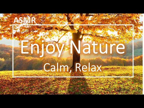 Autumn Trees Windy Fall Day - Relaxing Ambience - ASMR with Original Footages 🍁🍂