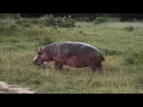Djuma: Hippo comes out of the dam to graze - 18:23 - 03/15/20