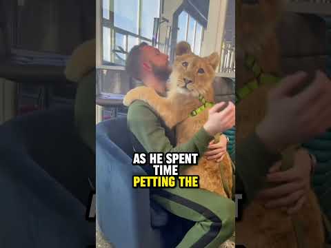 A lion cub's loneliness is healed by the love of a kind man ❤️